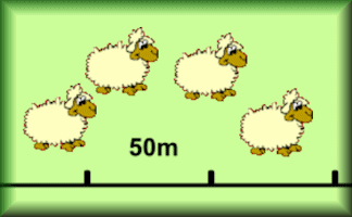 Sheep Herding