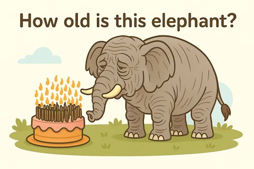 How old is this elephant?