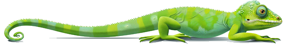 Lizard