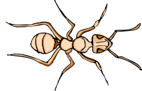 Ant