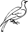 Turtle Dove